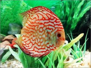 寶貝七彩神仙魚(yú) 養(yǎng)水