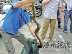 2.4米大蟒蛇盤踞龍港鬧市 專業(yè)人士介紹是＂緬甸蟒＂