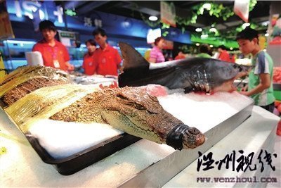 超市公開銷售鱷魚鯊魚引爭議(圖)