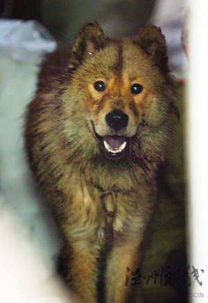 土狗發(fā)狂咬傷自己主人民警兩槍將狗擊斃(圖)