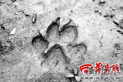 陜西安康村民稱村中有狼出現腳印清晰可見(圖)
