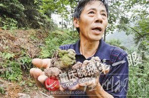 當地人說最長的蚯蚓超一米，粗細超成人拇指