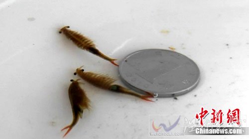 神秘生物現(xiàn)身鄭州像魚像蝦與恐龍同時(shí)代（圖）