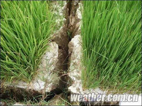 貴州800多萬人受旱災(zāi) Ⅳ級(jí)應(yīng)急響應(yīng)啟動(dòng)