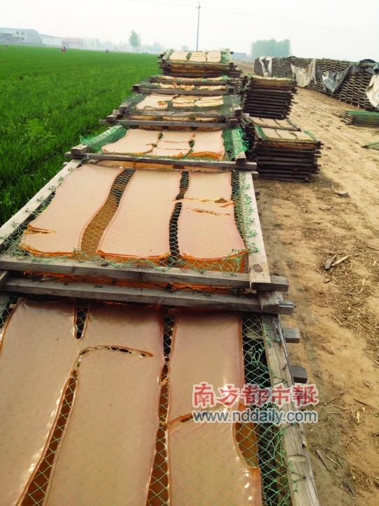 大片麥地被當地小作坊晾曬工業明膠的木架占據。