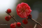 梅花圖片 關(guān)于梅花的圖片一組梅花攝影作品