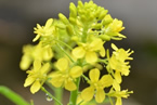 芥菜花圖片 陽(yáng)臺(tái)上的芥菜開(kāi)花了嫩黃嫩黃像油菜花