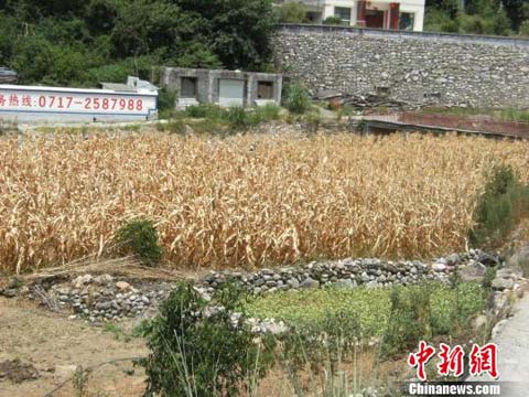 湖北興山干旱 玉米等作物受災嚴重經(jīng)濟損失七千多萬