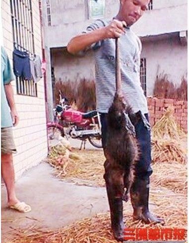 湖南特大老鼠王長(zhǎng)90厘米 老鼠王在魚(yú)塘偷魚(yú)被抓