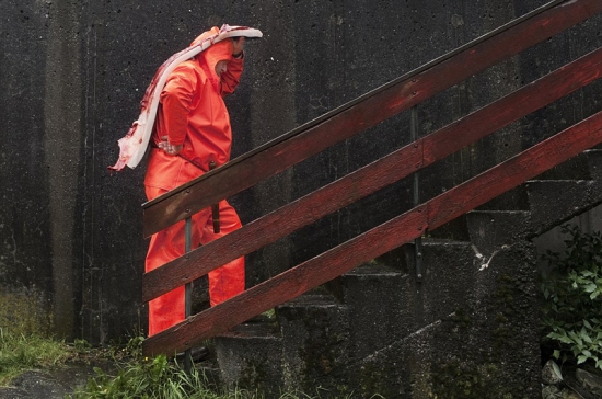 丹麥法羅蘭群島屠鯨節，大批領航鯨遭屠殺。