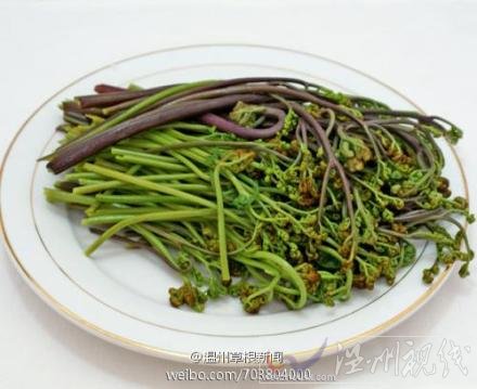 野生蕨菜會(huì)致癌