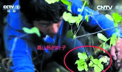 舌尖2第一集腳步采蜜造假 男孩爬40米樹其實(shí)只有2米