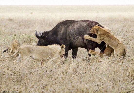 動(dòng)物世界獅子和水牛 11頭獅子圍攻1頭水牛