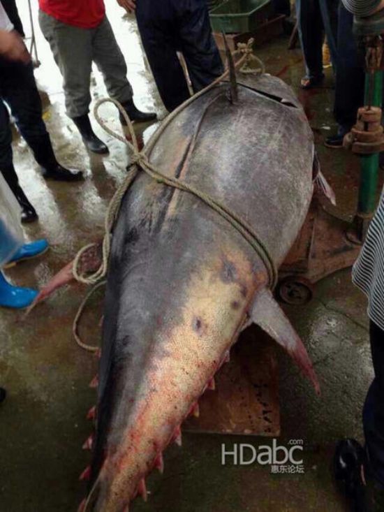 藍鰭金槍魚價格昂貴已瀕臨滅絕，2014年5月11日廣東漁民捕獲680斤藍鰭金槍魚