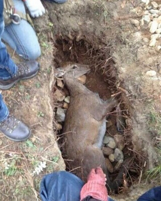 網曝導演張揚虐殺母鹿