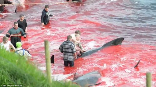 鯨魚(yú)被宰殺