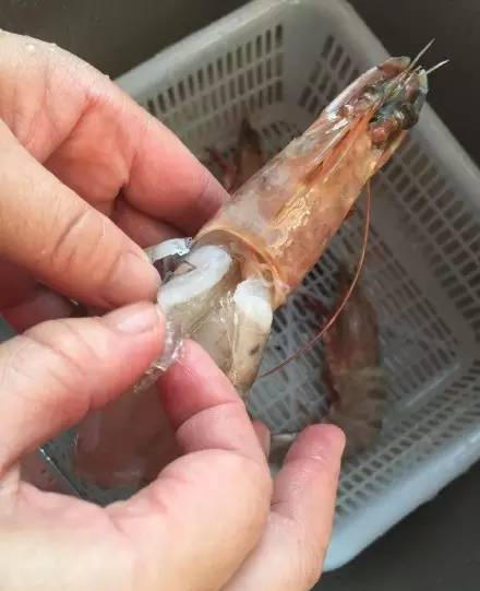 溫州市場現注膠蝦