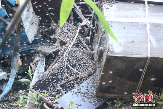 200萬蜜蜂堵國道