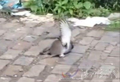 老鼠鴿子當街對決