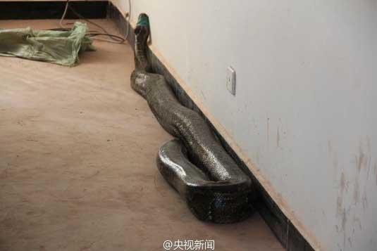 修公路現(xiàn)百歲蟒蛇