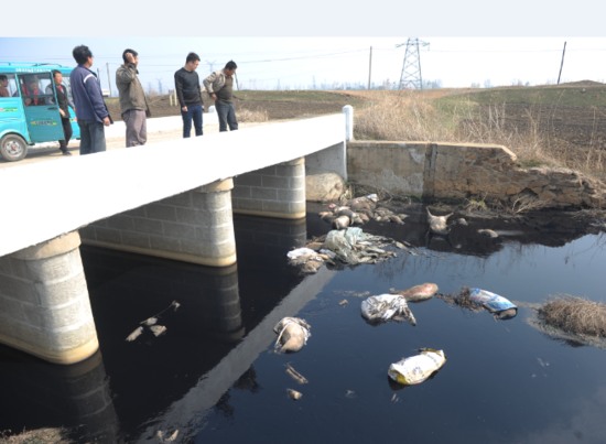 河道現(xiàn)40頭死豬