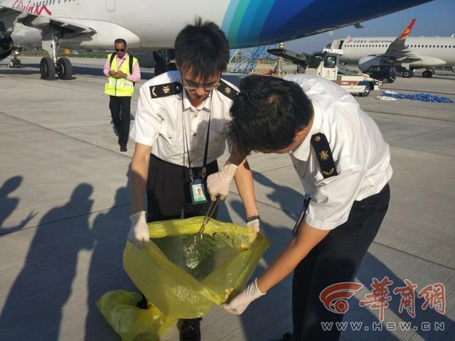 航班上發(fā)現(xiàn)活體蛇