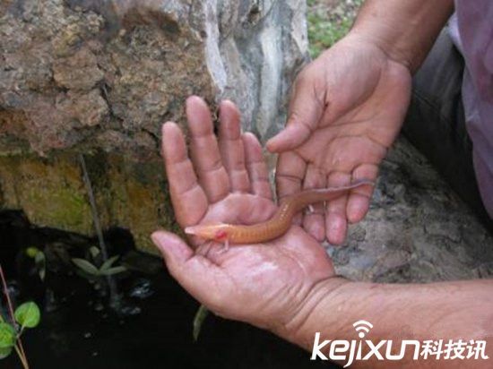 男子發(fā)現像龍生物