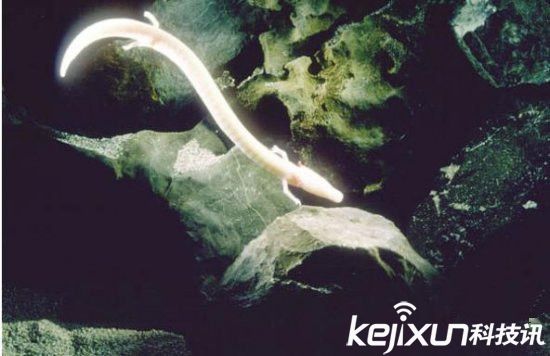 男子發(fā)現像龍生物