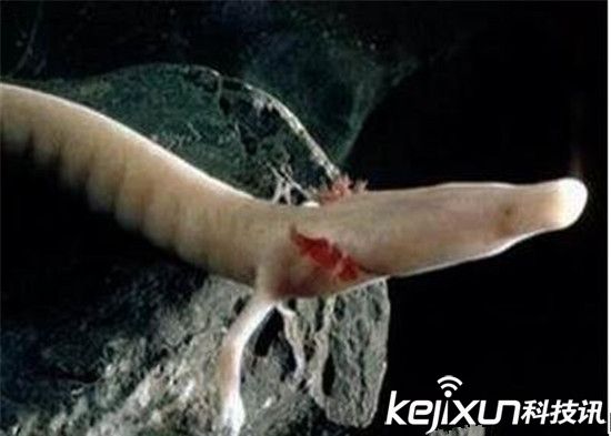 男子發(fā)現像龍生物