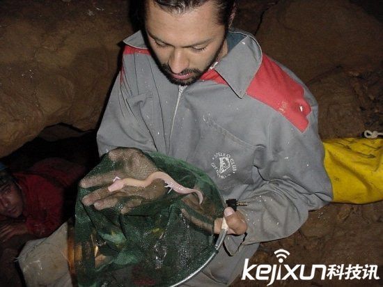 男子發(fā)現像龍生物