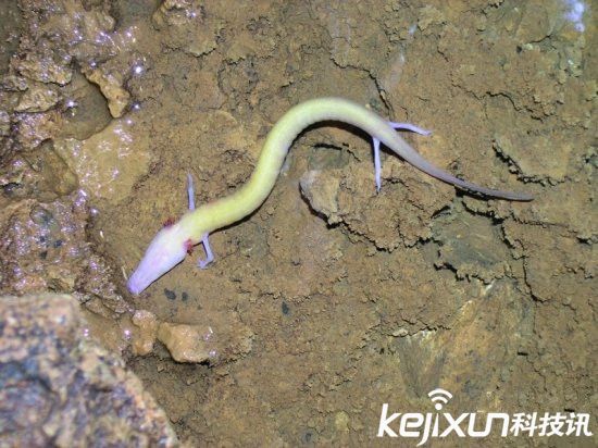 男子發(fā)現像龍生物