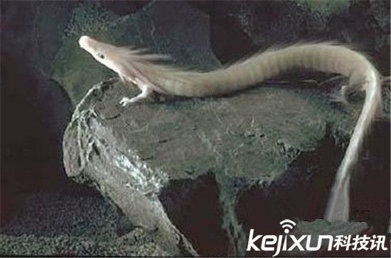 男子發(fā)現像龍生物