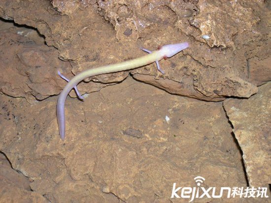 男子發(fā)現像龍生物