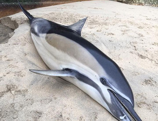 海灘頻現海豚尸體