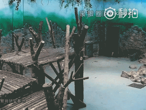 熊貓幼崽遭飼養(yǎng)員粗魯對待 畫面曝光