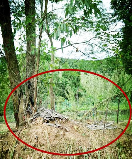 四川78條鱷魚(yú)出逃
