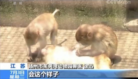直播養(yǎng)猴牽出大案