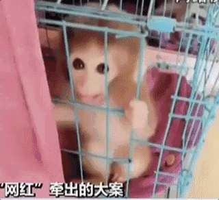 直播養(yǎng)猴牽出大案