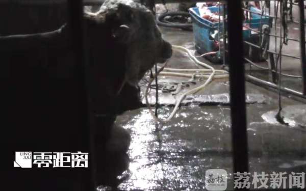 給活牛注水120斤 暗訪黑心屠宰場(chǎng)