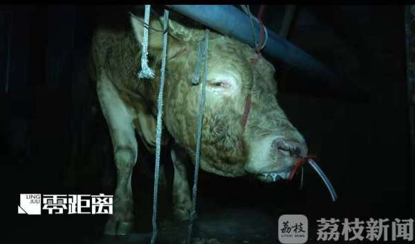 給活牛注水120斤 暗訪黑心屠宰場(chǎng)