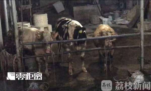 給活牛注水120斤 暗訪黑心屠宰場(chǎng)