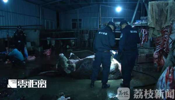 給活牛注水120斤 暗訪黑心屠宰場(chǎng)
