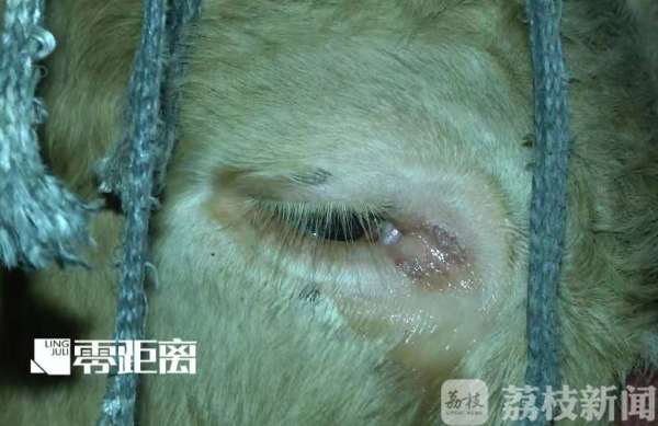 給活牛注水120斤 暗訪黑心屠宰場(chǎng)