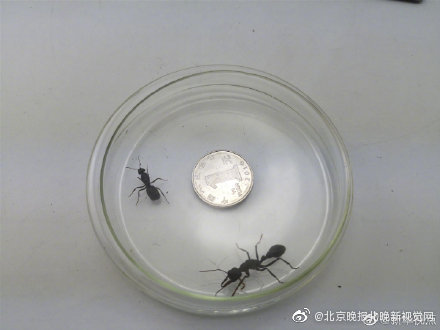 海關(guān)查獲寵物螞蟻
