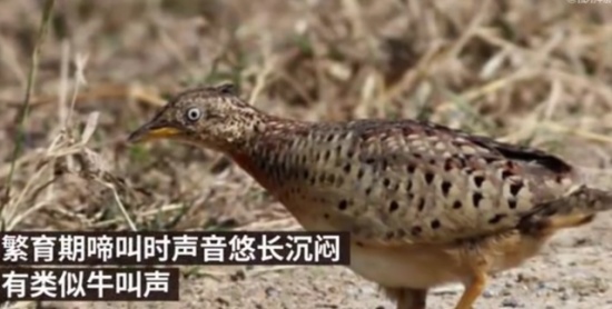 貴州山中龍吟為鳥類發出聲源