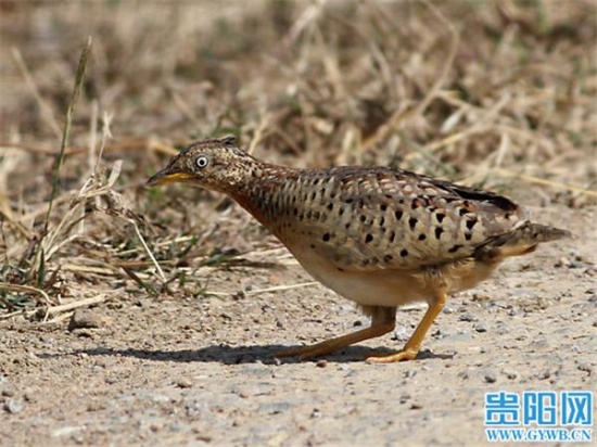 貴州山中龍吟為鳥類發出聲源