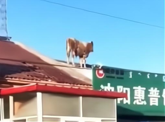 內蒙古一頭牛跳上房頂奔跑