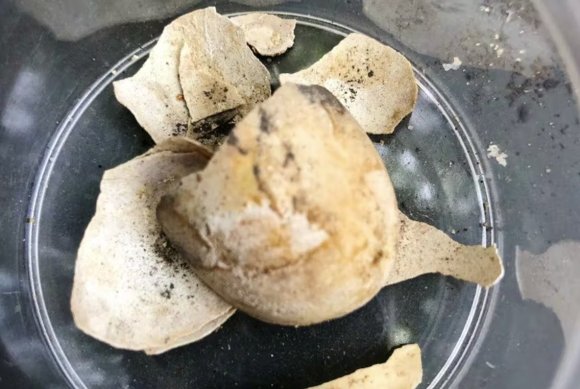 龐貝古城發(fā)掘出一只烏龜及其蛋的遺骸